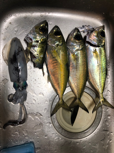 メアジの釣果