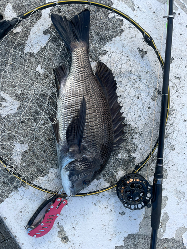 チヌの釣果