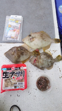 カワハギの釣果