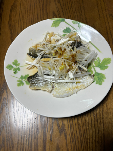 コノシロの釣果