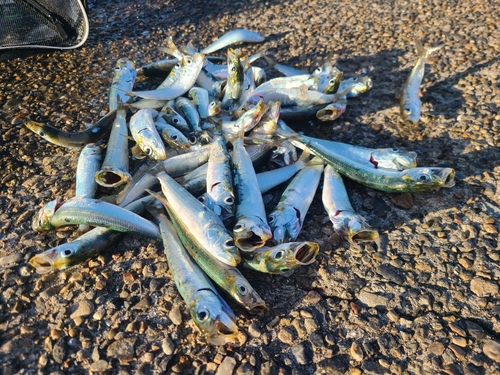 若洲海浜公園海釣り施設