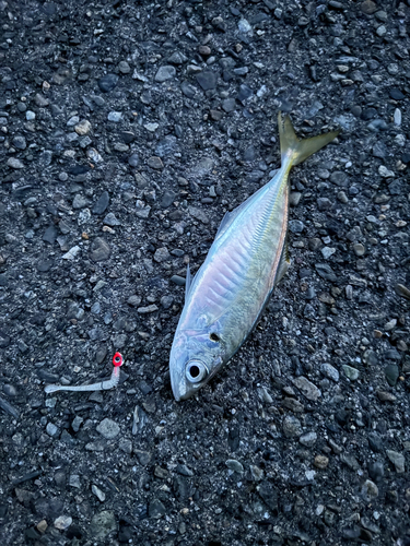 マアジの釣果