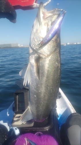 フッコ（マルスズキ）の釣果