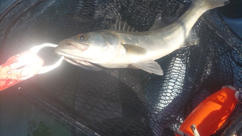 フッコ（マルスズキ）の釣果