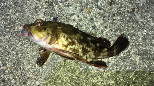 カサゴの釣果