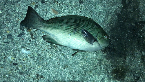 メジナの釣果