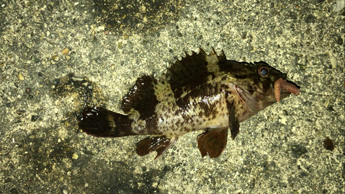 ムラソイの釣果