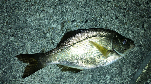 ウミタナゴの釣果