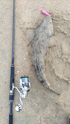 マゴチの釣果