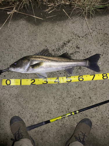 シーバスの釣果