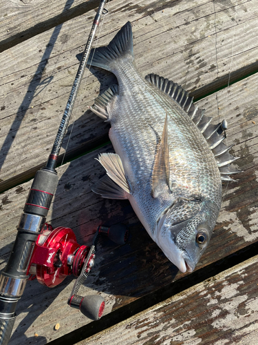 チヌの釣果