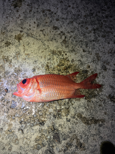 イッテンフエダイの釣果