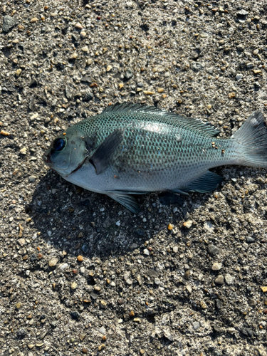 グレの釣果