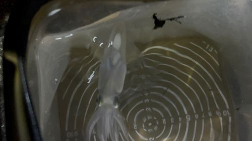 ヒイカの釣果