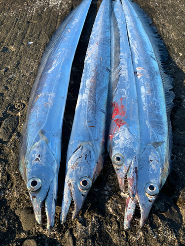 タチウオの釣果