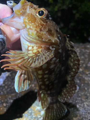 カサゴの釣果