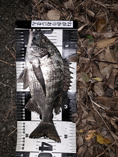 クロダイの釣果