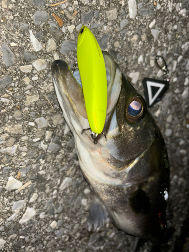 シーバスの釣果