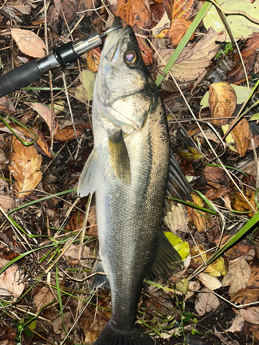 スズキの釣果