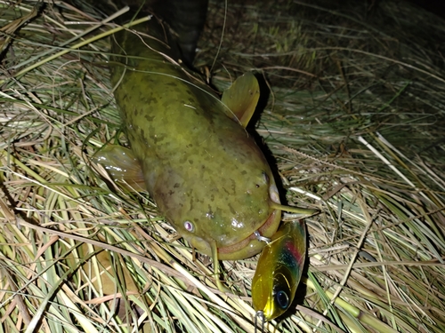 ナマズの釣果