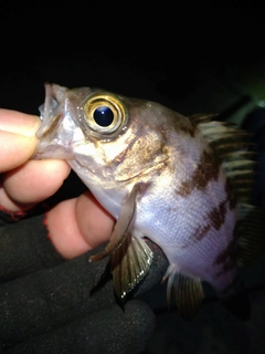 メバルの釣果