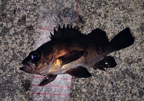 メバルの釣果