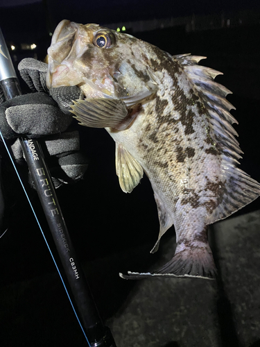 クロソイの釣果