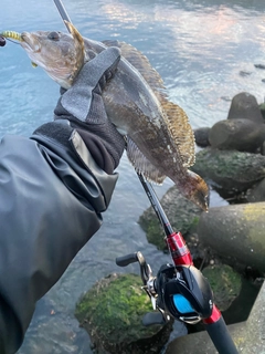 アイナメの釣果