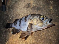 シロメバルの釣果