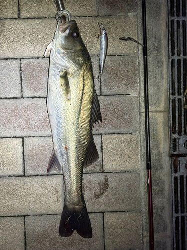 スズキの釣果