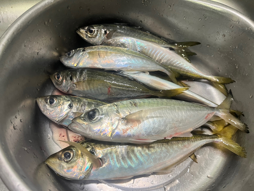 アジの釣果