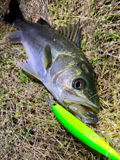 フッコ（マルスズキ）の釣果