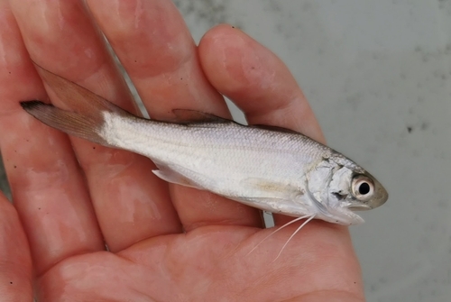 ツバメコノシロの釣果