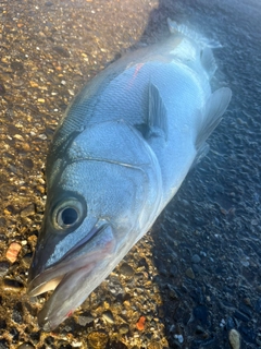 ヒラスズキの釣果