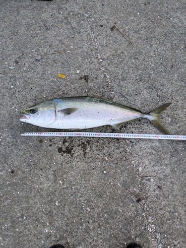 表浜名湖