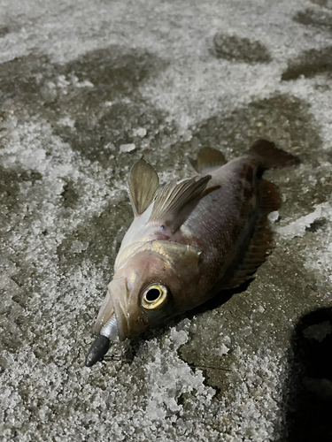 ガヤの釣果