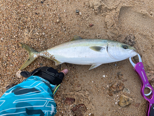 ヤズの釣果