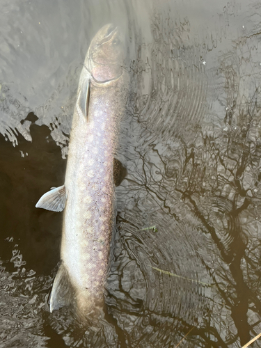 アメマスの釣果