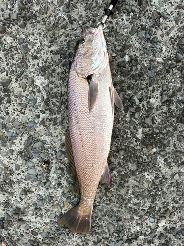 オオニベの釣果