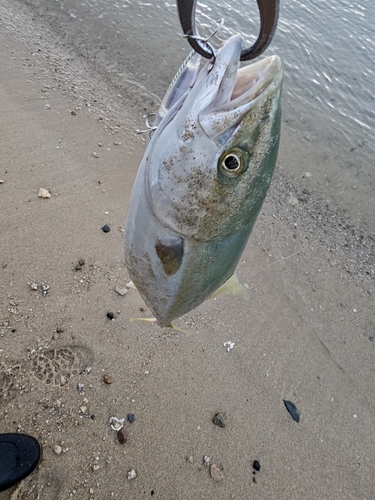 しまなみ海道