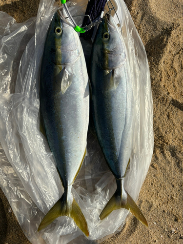 ヤズの釣果