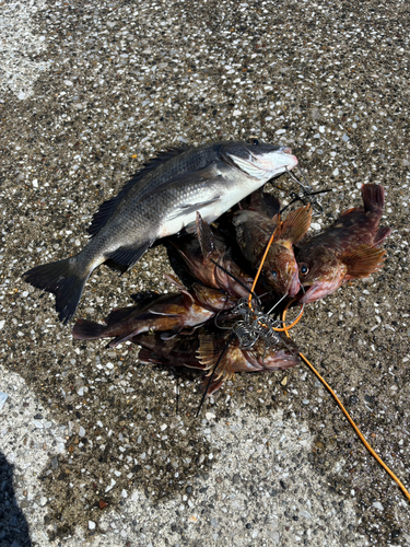 クロダイの釣果