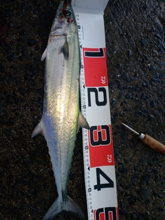 サゴシの釣果