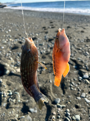 アカササノハベラの釣果