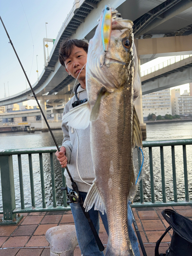 シーバスの釣果