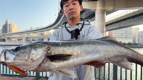 シーバスの釣果