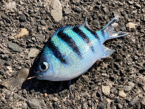 ロクセンスズメダイの釣果