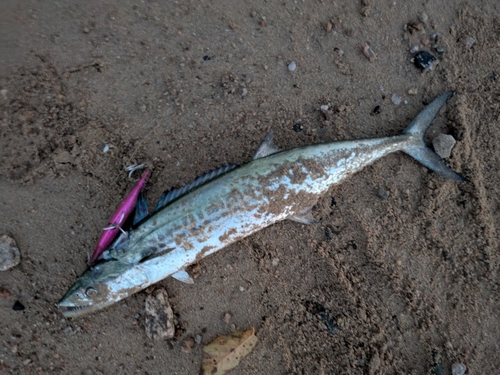 サゴシの釣果