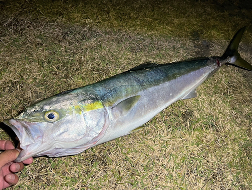 田原サーフ