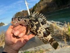 ベッコウゾイの釣果